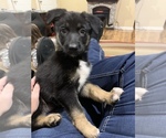 Small Photo #1 German Shepherd Dog Puppy For Sale in ANDERSONVILLE, TN, USA