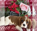 Small #4 Cavalier King Charles Spaniel