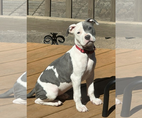 Medium Photo #5 Mutt Puppy For Sale in Spotsylvania, VA, USA