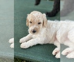 Small Photo #2 Goldendoodle Puppy For Sale in ABILENE, TX, USA