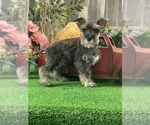 Small Schnauzer (Miniature)