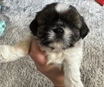 Small Photo #1 Shih Tzu Puppy For Sale in SPIRIT LAKE, IA, USA