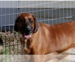 Small Photo #1 Bloodhound-Unknown Mix Puppy For Sale in Aurora, IN, USA
