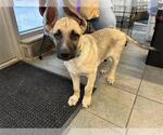 Small German Shepherd Dog