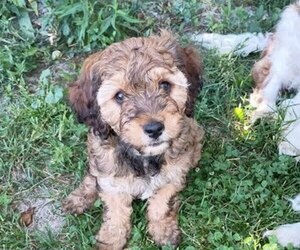 Cavapoo (Miniature) Puppy for sale in CAYUGA, NY, USA