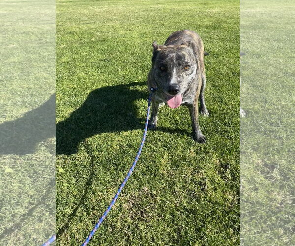 Medium Photo #5 Mutt Puppy For Sale in La Verne, CA, USA
