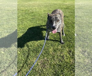 Eliza - Female Mutt Dog for Adoption - Photo #5