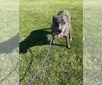 Small Photo #5 Mutt Puppy For Sale in La Verne, CA, USA