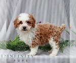 Small #2 Poodle (Miniature)