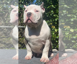 Small Photo #4 American Bully Puppy For Sale in JACKSONVILLE, FL, USA