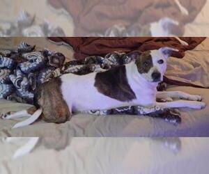 American Pit Bull Terrier-Unknown Mix Dogs for adoption in San Antonio, TX, USA