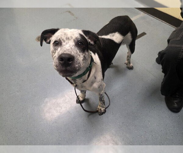 Medium Photo #1 American Pit Bull Terrier-Unknown Mix Puppy For Sale in Denver, CO, USA