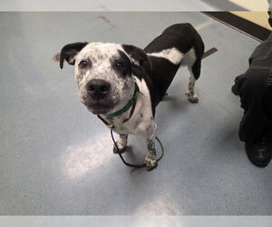 American Pit Bull Terrier-Unknown Mix Dogs for adoption in Denver, CO, USA