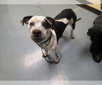 Small American Pit Bull Terrier Mix