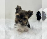 Small #23 Yorkshire Terrier