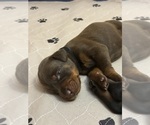 Small Photo #27 Doberman Pinscher Puppy For Sale in MACOMB TOWNSHIP, MI, USA