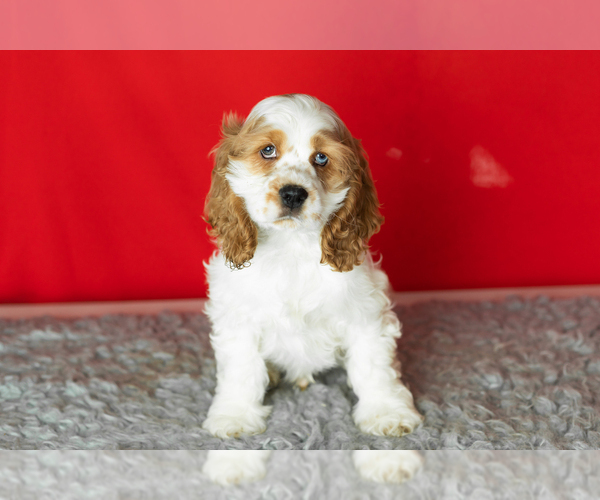 Medium Photo #1 Cocker Spaniel Puppy For Sale in NAPPANEE, IN, USA