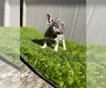 Small Photo #5 French Bulldog Puppy For Sale in ATHERTON, CA, USA