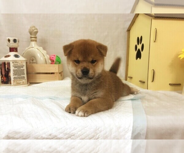 Medium Photo #6 Shiba Inu Puppy For Sale in NEW YORK, NY, USA