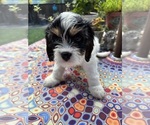 Small #2 Cavachon