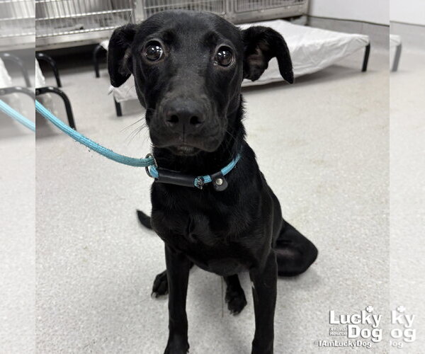 Medium Photo #1 Labrador Retriever-Unknown Mix Puppy For Sale in Washington, DC, USA