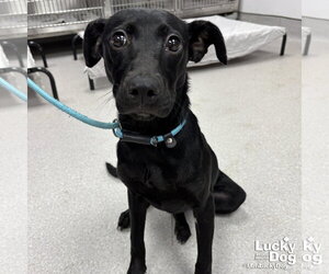 Labrador Retriever-Unknown Mix Dogs for adoption in Washington, DC, USA