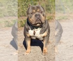 Small Photo #1 American Bully Puppy For Sale in MYRTLE BEACH, SC, USA