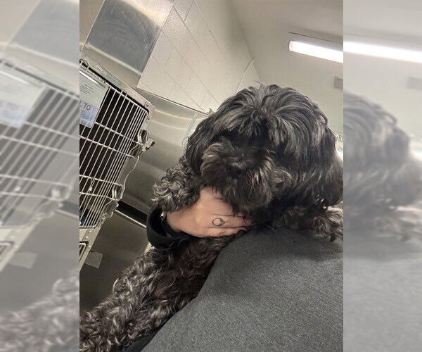 Medium Photo #1 Miniature Schnauzer-Poodle (Miniature) Mix Puppy For Sale in Rancho Cucamonga, CA, USA
