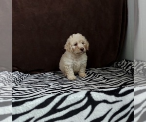 Goldendoodle (Miniature) Puppy for sale in FRYTOWN, IA, USA