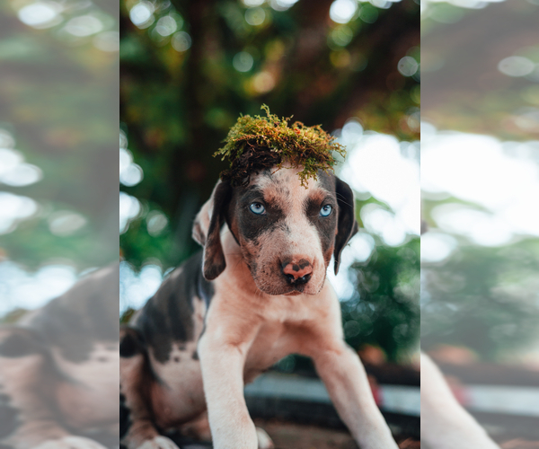 Medium Photo #5 Catahoula Leopard Dog Puppy For Sale in WILSONVILLE, OR, USA