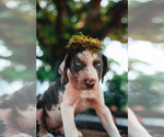 Small Photo #15 Catahoula Leopard Dog Puppy For Sale in WILSONVILLE, OR, USA