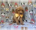 Small #9 Cavapoo