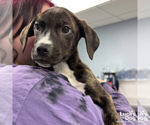 Plott Hound-Unknown Mix Dogs for adoption in Washington, DC, USA