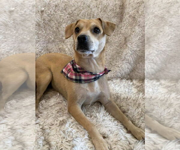 Medium Photo #3 Mutt Puppy For Sale in Oakhurst, NJ, USA