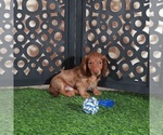 Small #2 Dachshund