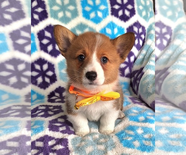 Medium Photo #6 Pembroke Welsh Corgi Puppy For Sale in ARROYO GRANDE, CA, USA