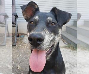 Catahoula Leopard Dog Dogs for adoption in San Antonio, TX, USA
