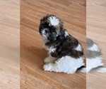 Small #2 Shih Tzu