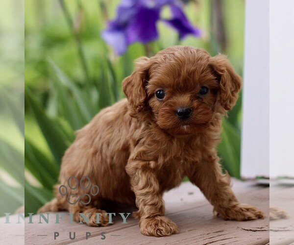 Medium Photo #3 Cavapoo (Miniature) Puppy For Sale in NEW HOLLAND, PA, USA