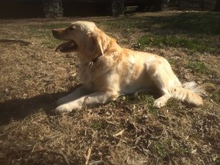 Mother of the Golden Retriever puppies born on 04/19/2018