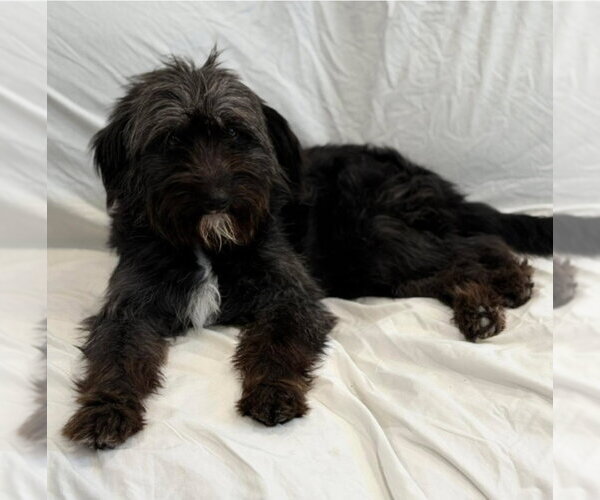 Medium Photo #2 Mutt Puppy For Sale in Lakewood, CO, USA