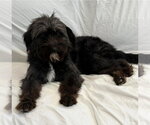 Small #1 Mutt