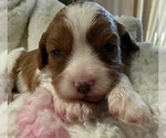 Small #3 Cavapoo (Miniature)