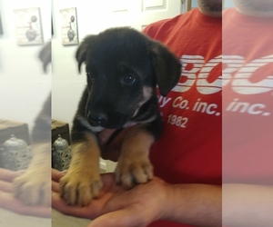German Shepherd Dog-Unknown Mix Puppy for sale in SEATAC, WA, USA
