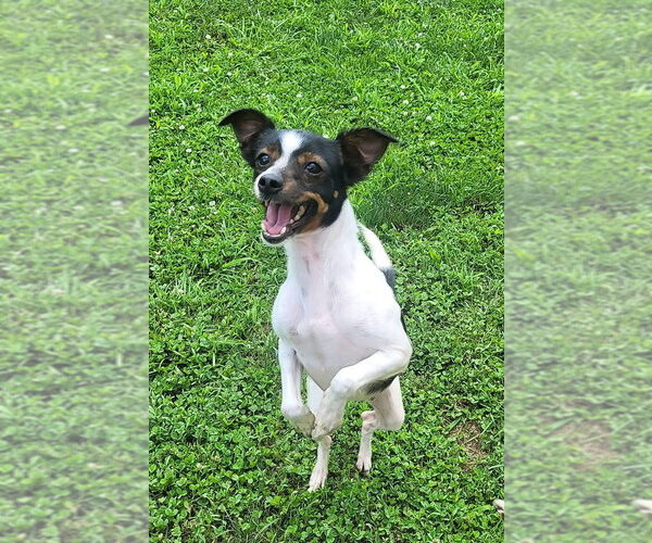 Medium Photo #3 Papillon-Unknown Mix Puppy For Sale in Germantown, OH, USA