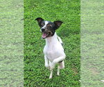 Small #2 Papillon Mix