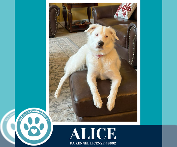 Medium Photo #2 Australian Shepherd Puppy For Sale in Kimberton, PA, USA