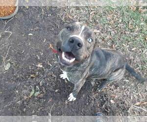 American Pit Bull Terrier Dogs for adoption in VICTORIA, TX, USA