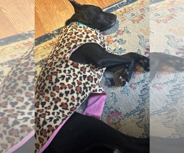 Medium Photo #3 Labrador Retriever-Unknown Mix Puppy For Sale in Munford, TN, USA