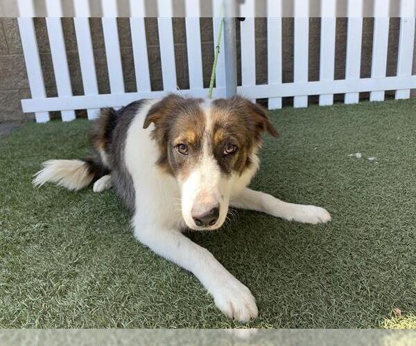 Medium Photo #1 Border Collie Puppy For Sale in Modesto, CA, USA